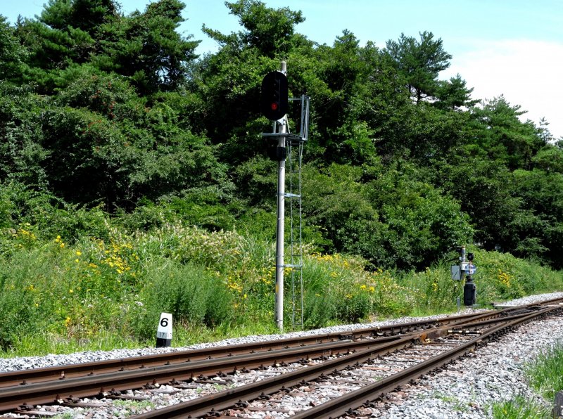 <p>The grass beside the tracks is full of wildflowers</p>