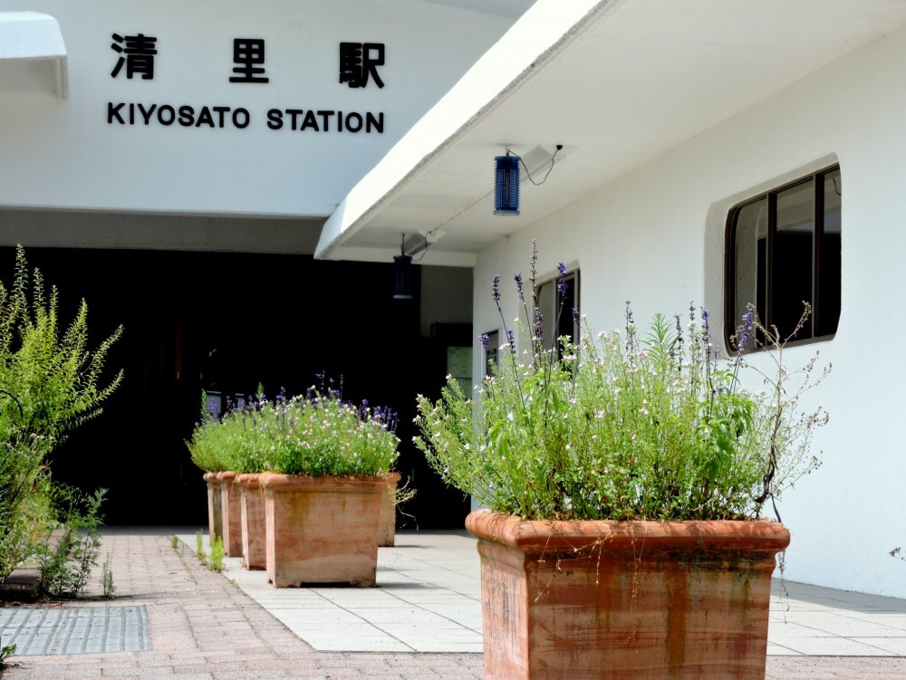 Pot-pot bunga lavender di bagian luar Stasiun Kiyosato

