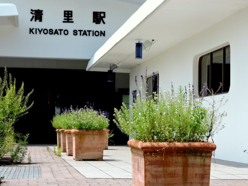 <p>Pots of lavender outside Kiyosato Station</p>