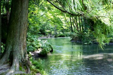 <p>A calm moment along the Oirase Stream</p>