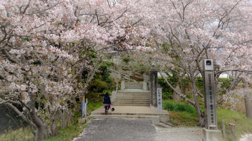 A entrada para o templo &eacute; decorada, durante a primavera, pelas flores das cerejeiras (templo n&ordm; 14)