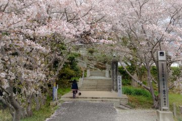 4 월에 사원 입구에 벚꽃이 장식되어 있습니다 (14 번째 사원)