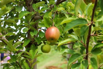 <p>Another fresh apple</p>