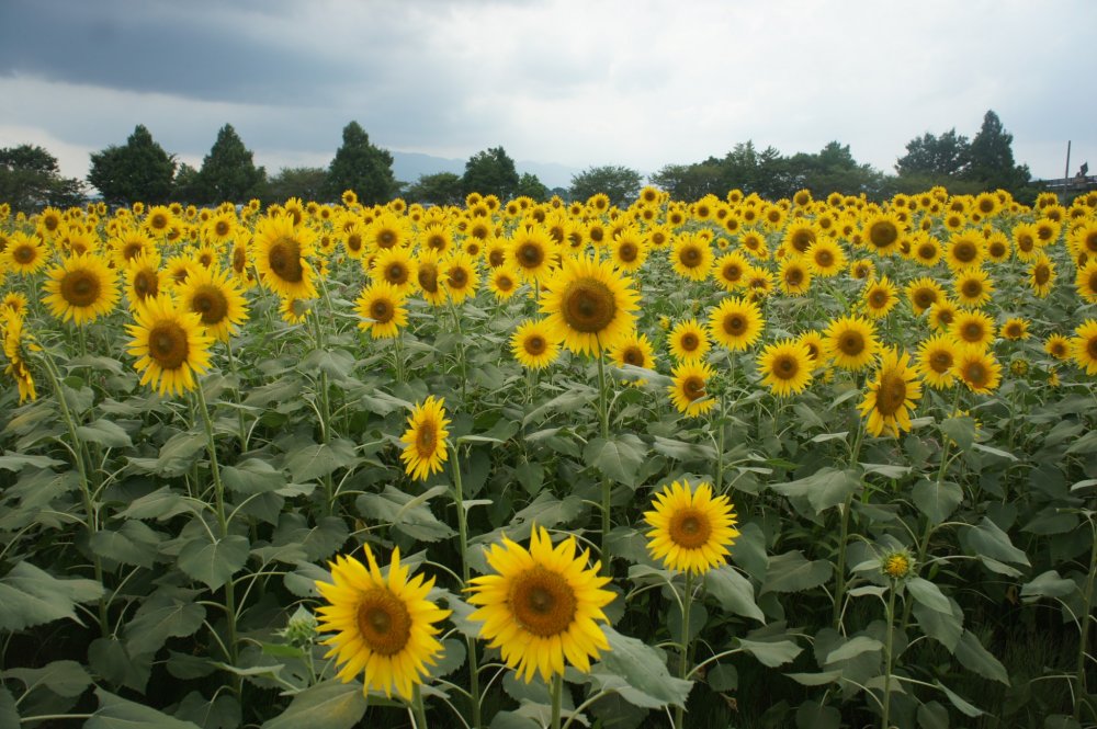 Selamat datang di Zama Himawari Matsuri! Ada lebih dari 550.000 bunga matahari di festival ini.