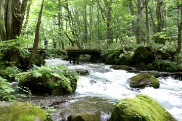 <p>A bridge across the Oirase Stream in Aomori</p>