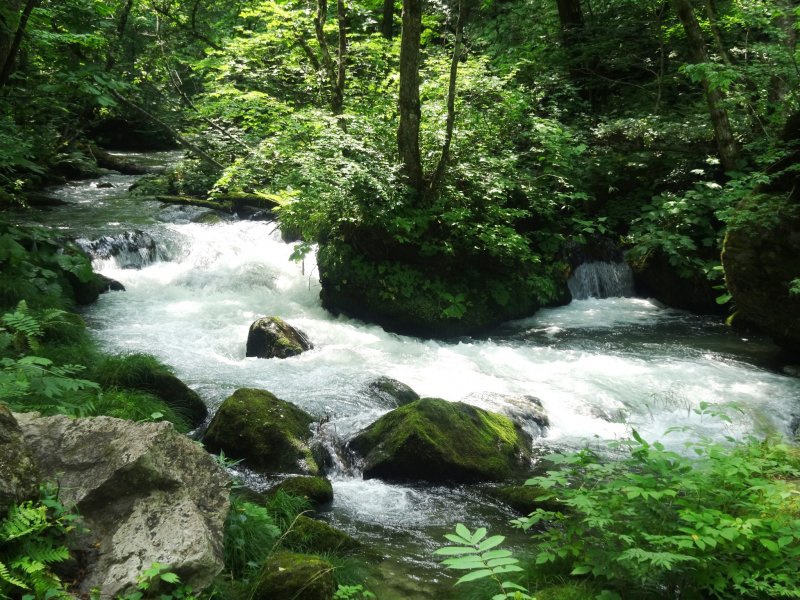 <p>The stream has both calm sections and small rapids</p>