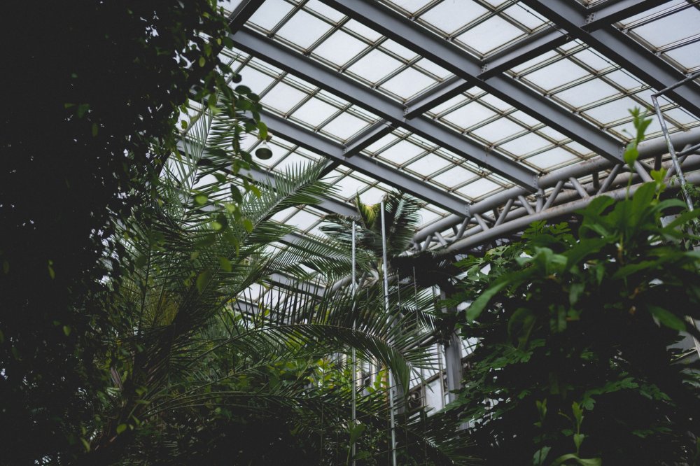 Looking up in the conservatory