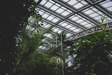 <p>Looking up in the conservatory</p>