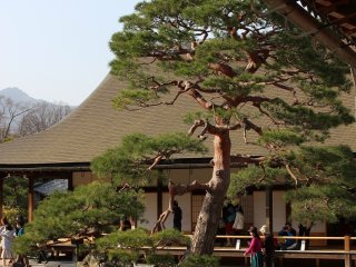 A Japanese pine sits in the temple gardens