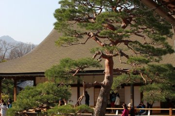 A Japanese pine sits in the temple gardens