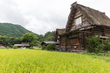 <p>The grass roof houses of UNESCO world heritage site Shirakawago</p>