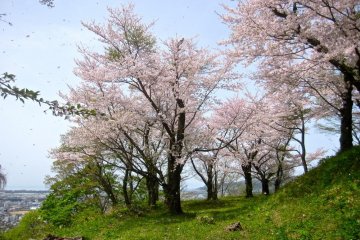 Sakura on the westernmost end of the 2nd bailey
