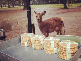 This beautiful doe stalks the shika-senbei&nbsp;(deer cracker) vendor. Crackers for sale for 150yen.