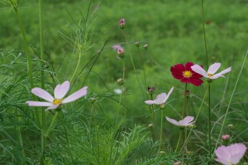 <p>Cosmos flowers start blooming after the spider lily.</p>