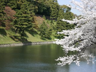 Sakura and moats