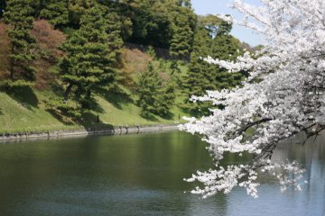 <p>Sakura and moats</p>