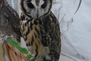 The owls can be untethered&nbsp;to perch on your hand on shoulder.&nbsp;