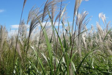 <p>Пампасная трава - явный признак осени в деревенской Японии</p>
