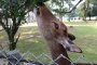 Deer Antler-Cutting at Nara