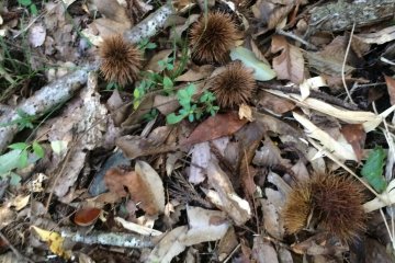 <p>What chestnuts look like in nature.</p>