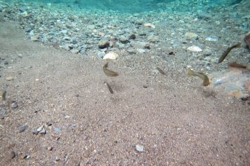 <p>The takahaya approach to investigate a sinking pebble</p>