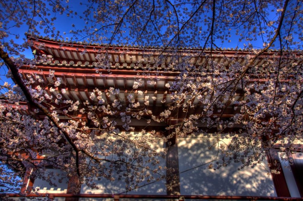 Cherry blossoms at the temple