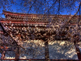 Cherry blossoms at the temple