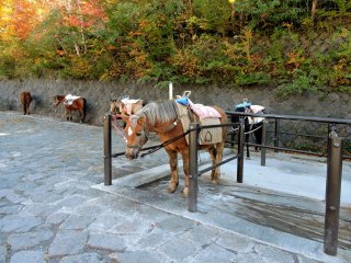 There were horses giving tourists rides along the trail