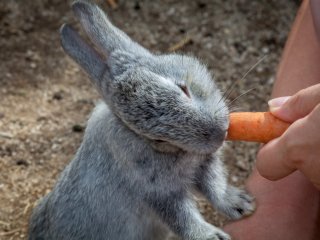 Carrots are yummy