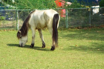<p>Yuki - Hokkaido Horse</p>