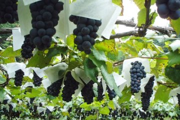 <p>Grape&nbsp;Trellises (Japanese way of growing grapes)</p>