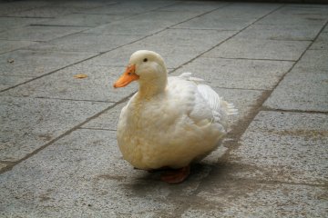 <p>Close-up of the &#39;goose of the house&#39;</p>