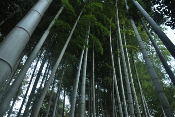 <p>A very nice bamboo forest which is part of the villa</p>