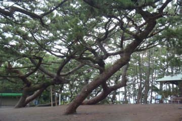 Miho no Matsubara's Gnarly Trees