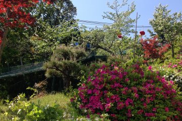 <p>Various flowers and shrubs dot the path from the cable car to&nbsp;Kasamatsu Park.</p>