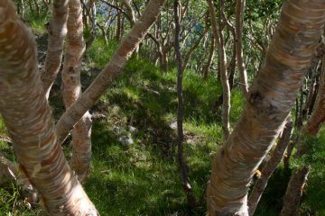 Beautiful birch forest
