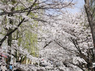 Des sakura en fleurs o&ugrave; que vous regardiez