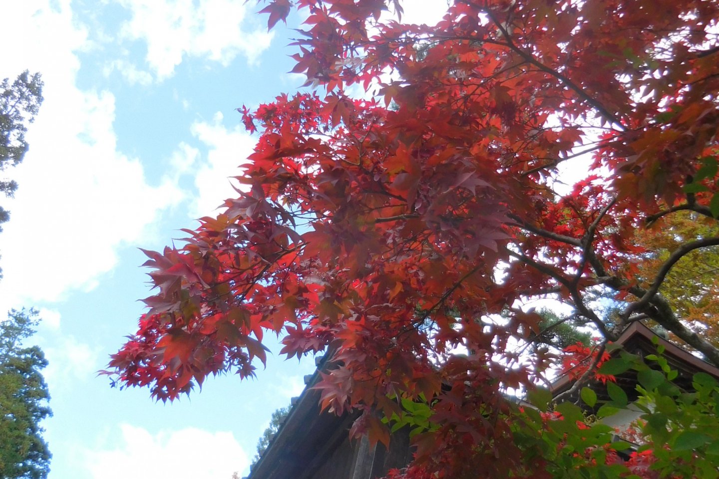 fall in nikko
