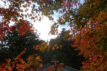 <p>fall in nikko</p>