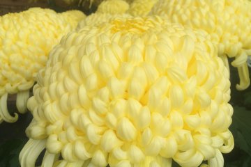 <p>Yellow Chrysanthemums</p>