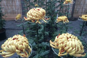 Gold Chrysanthemums