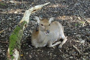 The deer of Nara Park were present until we got past the grounds of Kasuga Shrine. They were calm enough to allow for numerous photos