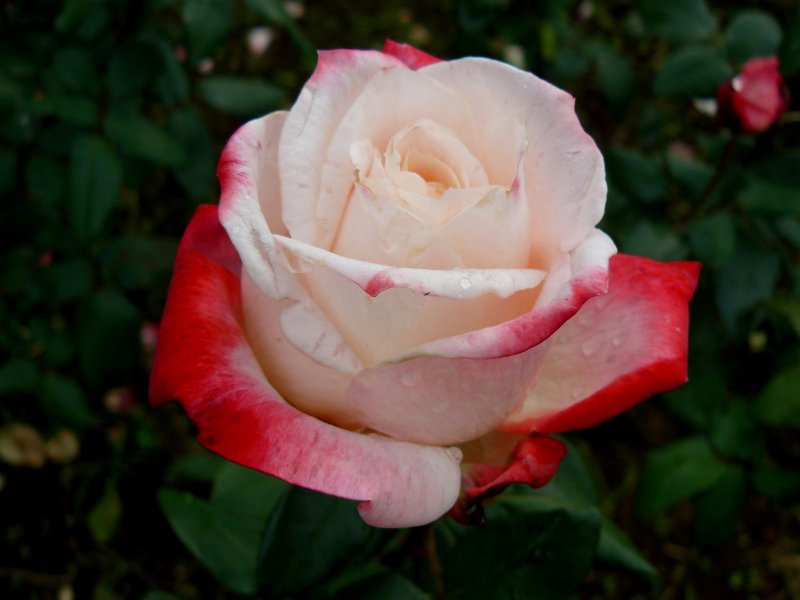 <p>Белую розу как будто макнули в красую краску</p>