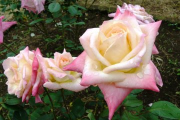 <p>Американские розы &quot;Принцесса Диана&quot;</p>