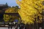 Musim Gugur di Taman Showa Kinen
