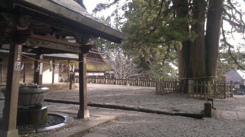 <p>Chōzuya (purification spring) and a huge cedar tree at the front plaza of the shrine.</p>
