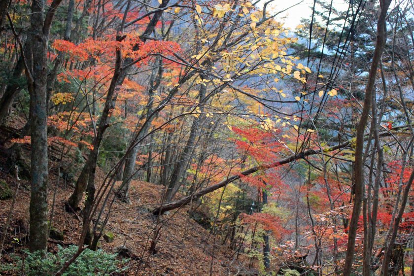 Dedaunan musim gugur dan alam tak bernoda di Ngarai Mitarai Prefektur Nara hanya bisa diakses dengan bus (tanpa mobil).
