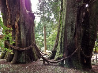 Minami Osugi (South Giant Cedar) &amp; Kita Osugi (North Giant Cedar)