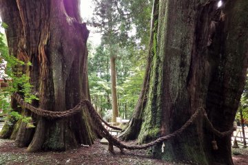<p>Minami Osugi (South Giant Cedar) &amp; Kita Osugi (North Giant Cedar)</p>