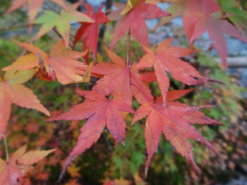 <p>Crimson leaves in the garden</p>